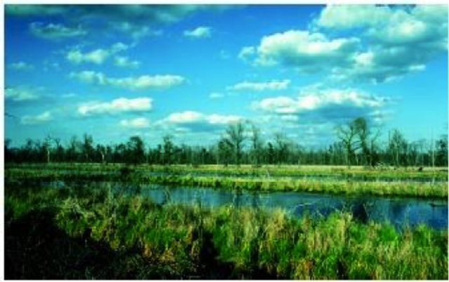 National Environmental Policy Act (NEPA)