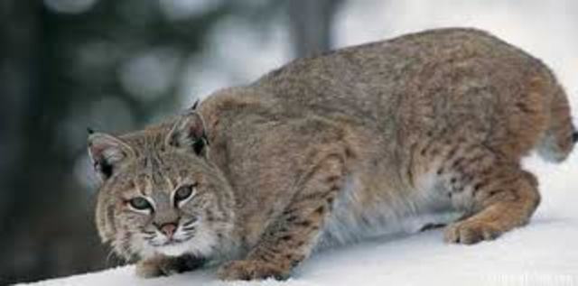 o	Endangered Species Act