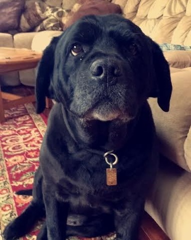 I got my first dog Annabelle