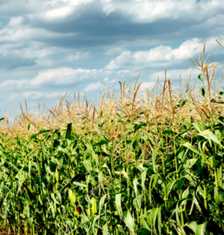 Exposition 1 Backround