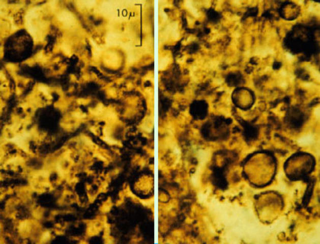 Primeros microfósiles de células procariotas (cianobacterias) constructoras de estromatolitos.