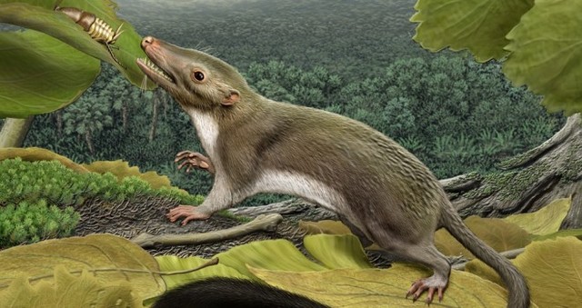 Primeros mamíferos.