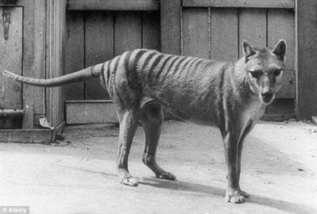 The Thylacine dies out
