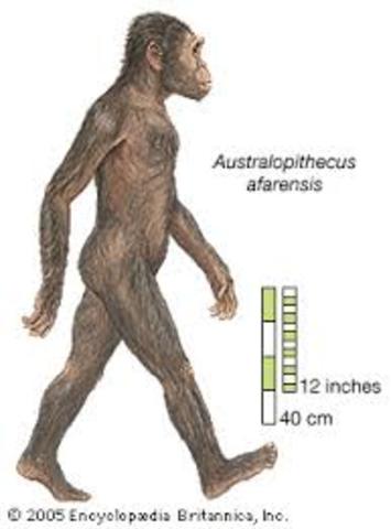 18 MILLONES, AUSTRALOPHITECUS AFARENSIS