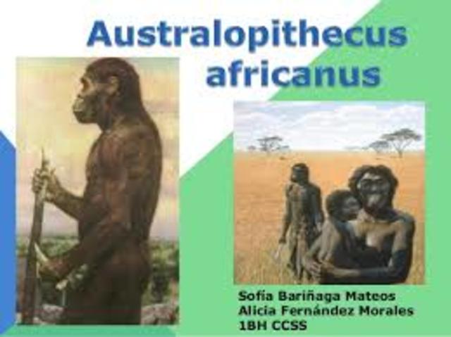 3.000.000 MILLONES DE AÑOS AUSTRLOPHITECUS AFRICANUS