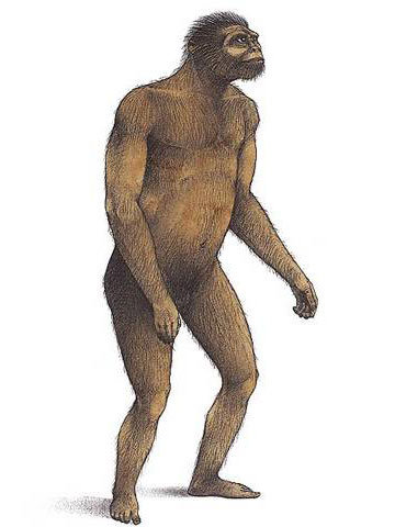 ,2,6MILLONES AUSTROLOPHITECUS ROBUSTUS