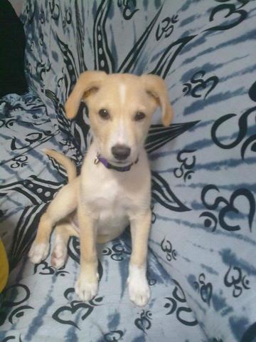 Cundo obtuve mi perro