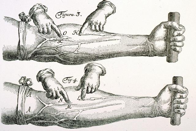 El médico inglés William Harvey describe correctamente la circulación de la sangre