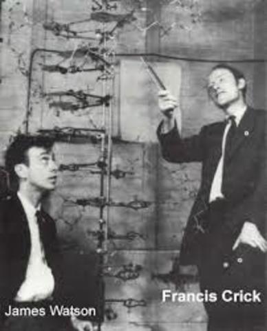 Watson y Crick describen la estructura de doble hélice del ADN