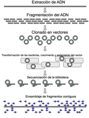 Sanger y Maxan y Gilber desarrollan métodos de secuenciación de ADN