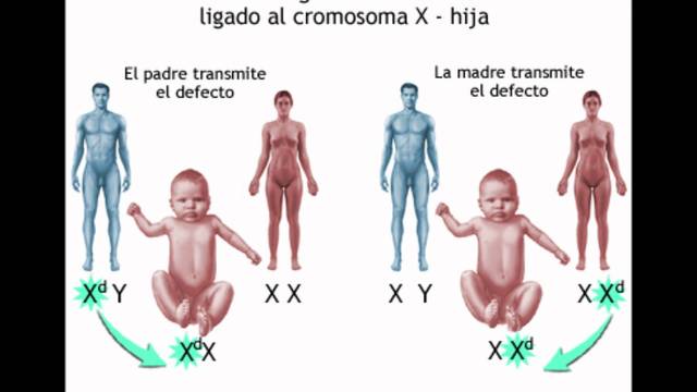 Gen de distrofia muscular identificado por reproducción posicional