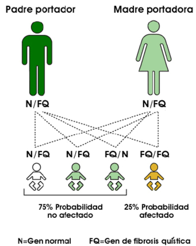 genes de fibrosis quística identificados por clonación posicional