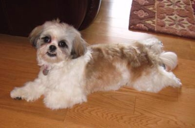 El día que conseguí mi segundo perro. - I