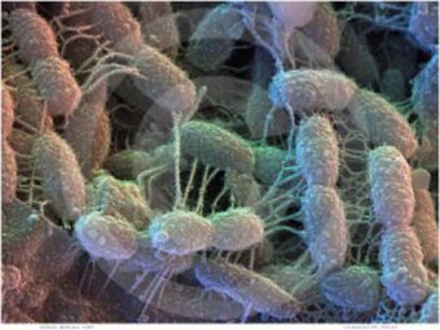 Aparecieron las primeras bacterias.