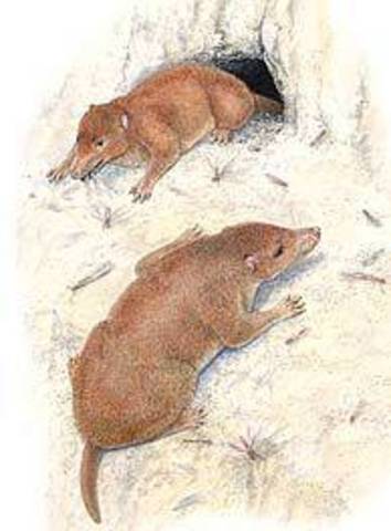 Surgieron los primeros mamíferos.
