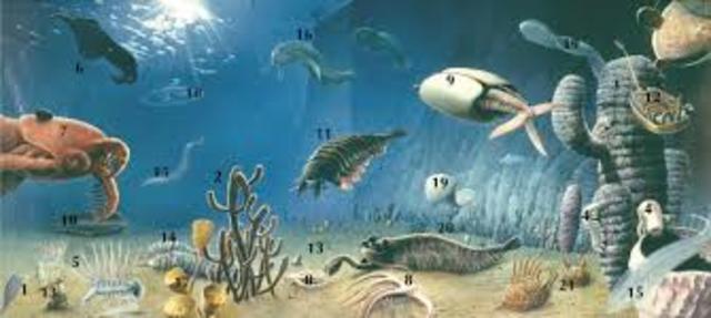 PALEOZOICA - FANEROZOICO