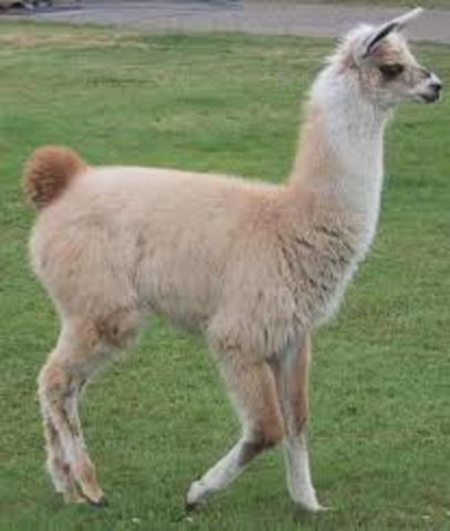 LLAMA