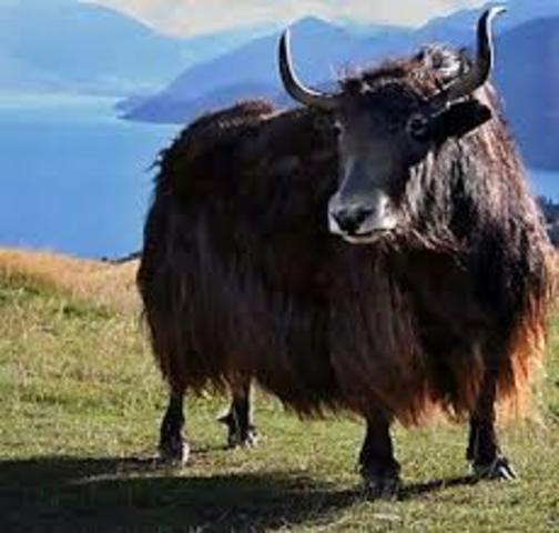 YAK