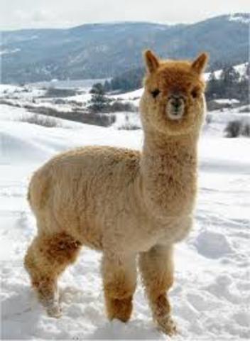 ALPACA