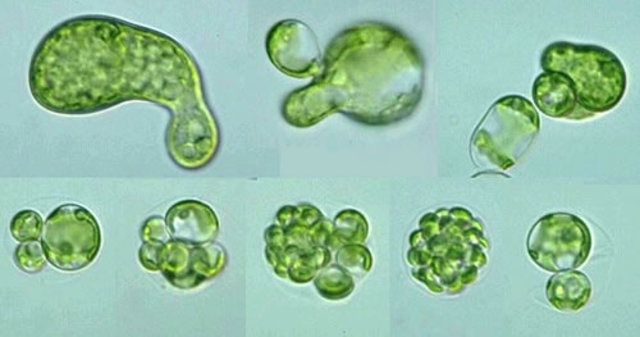 Primeras algas unicelulares