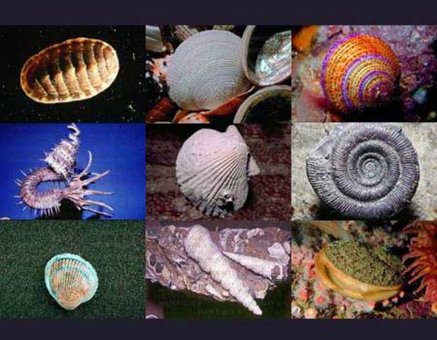 Aparición de los primeros seres pluricelulares