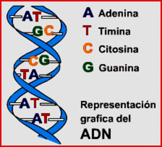 Demuestra las reglas para los nucleótidos