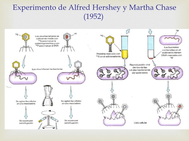 Experimento de Hershey y Chase