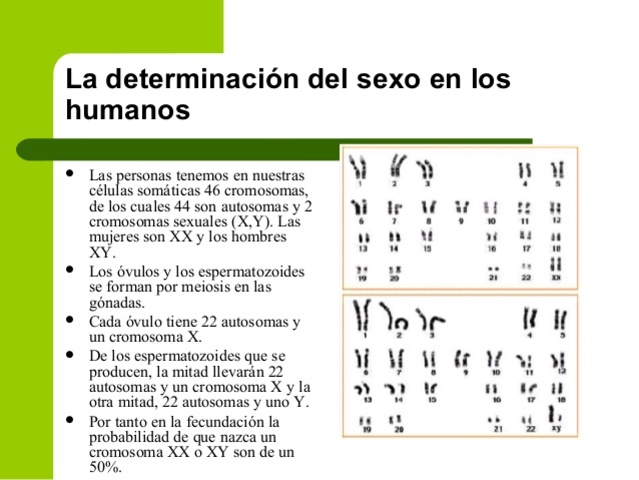 Crosomas en la especie humana.