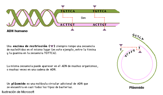 Enzimas de restricción.