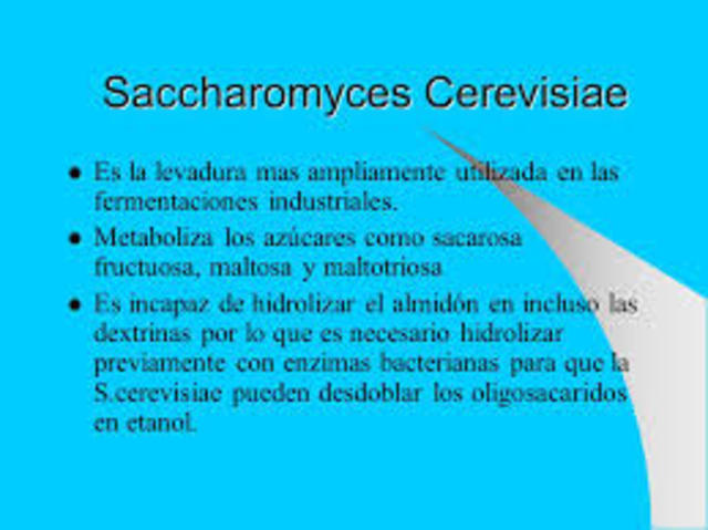 Secuencia de una Eucariota.