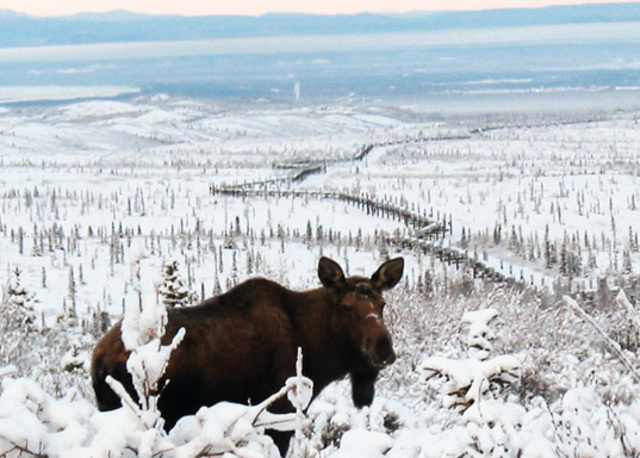 First Alaskin Oil Pipe