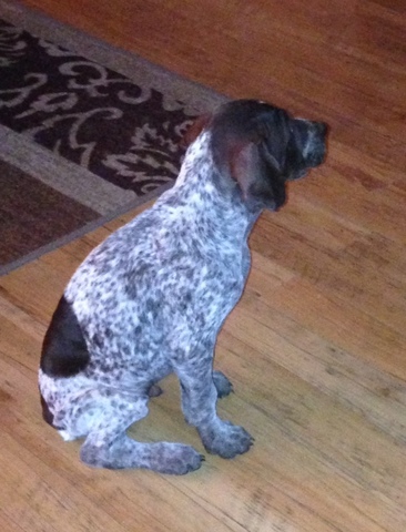 The day I learned how to SIT!