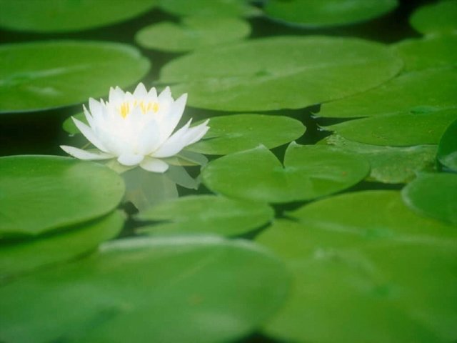 DECLARACION DE CARACAS