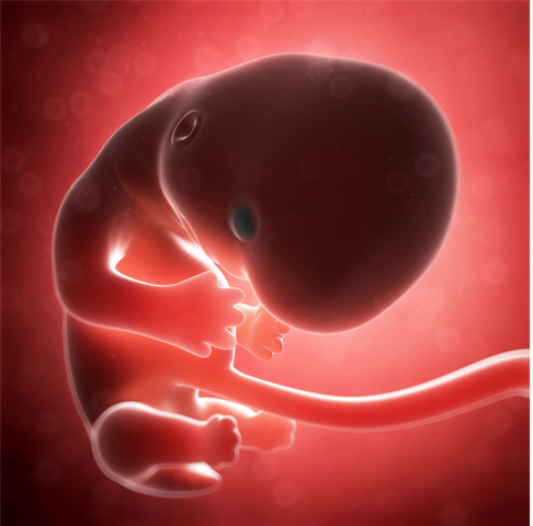 SEGUNDO MES DE EMBARAZO