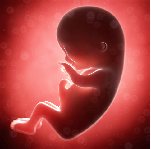 TERCER MES DE EMBARAZO