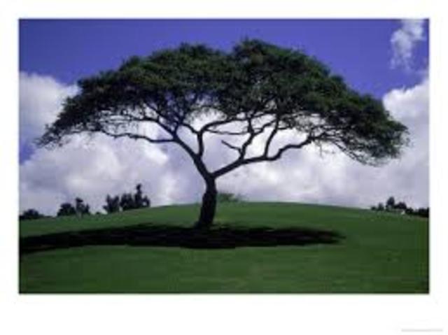 Reverend Richard Johnson holds 1st Church Service.