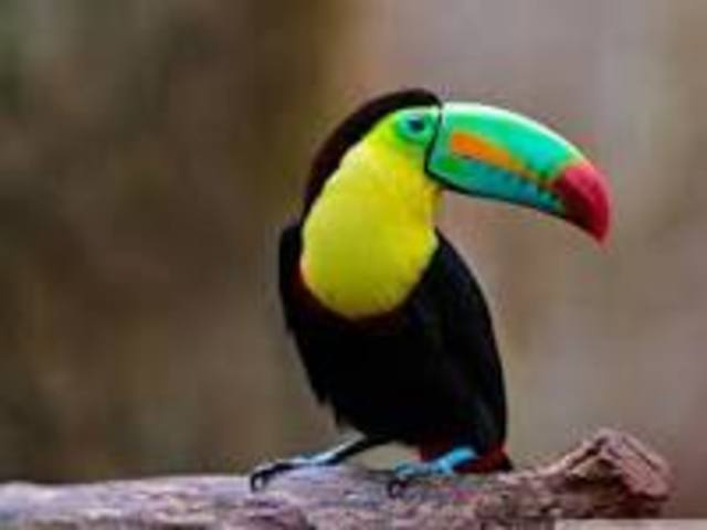 The first Toucan (Ramphastidae) was sighted.