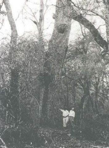 La incorporación económica del territorio de Formosa