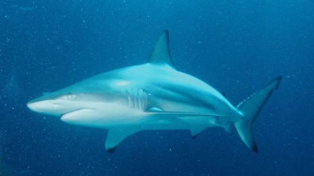 8-year old boy attacked by shark in Surf City, NC