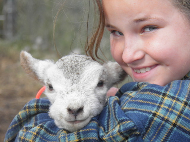papá comprar un corderito