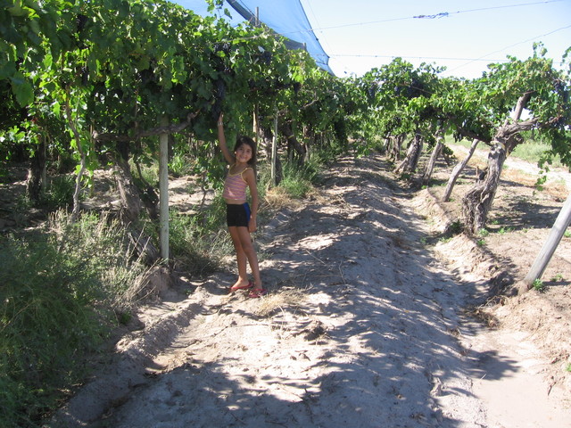 Picking grapes in Mendoza