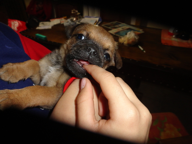 Puppy my aunt calle pink floyd