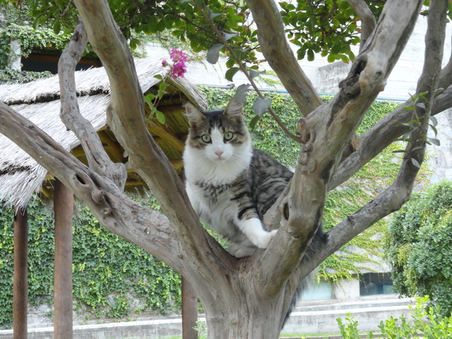My cat in her botanical garden called Simon