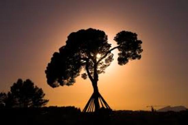 EXCURSIÓ PI D'EN XANDRI