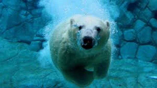 The ice in the Artic Sea will melt every summer, causing the extinction of polar bears.