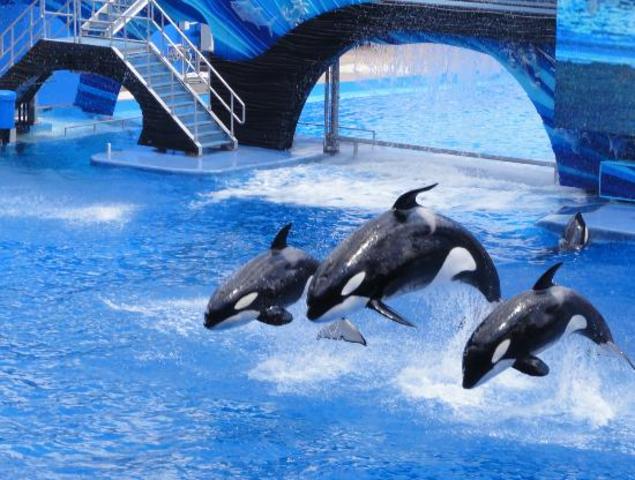 First time going to sea world