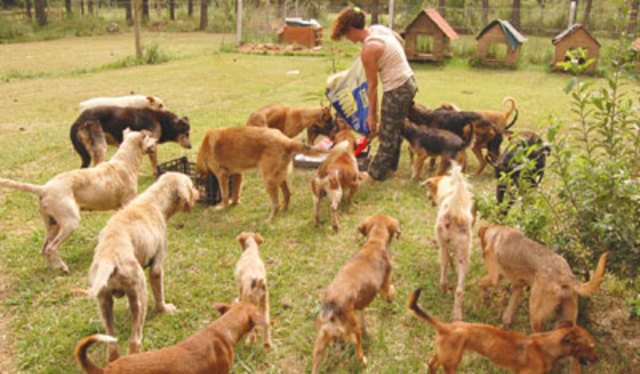 creacion de refujio de animales