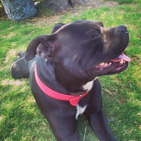 The arrival of my pet