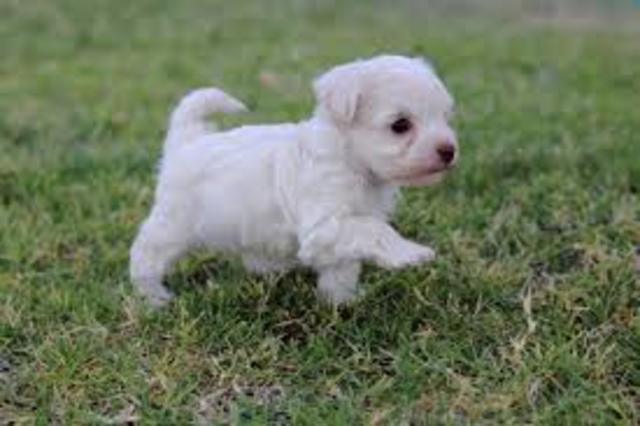 I got my first dog, Missy.