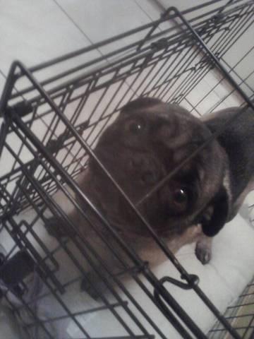 Got my brother's dog, Mojo.